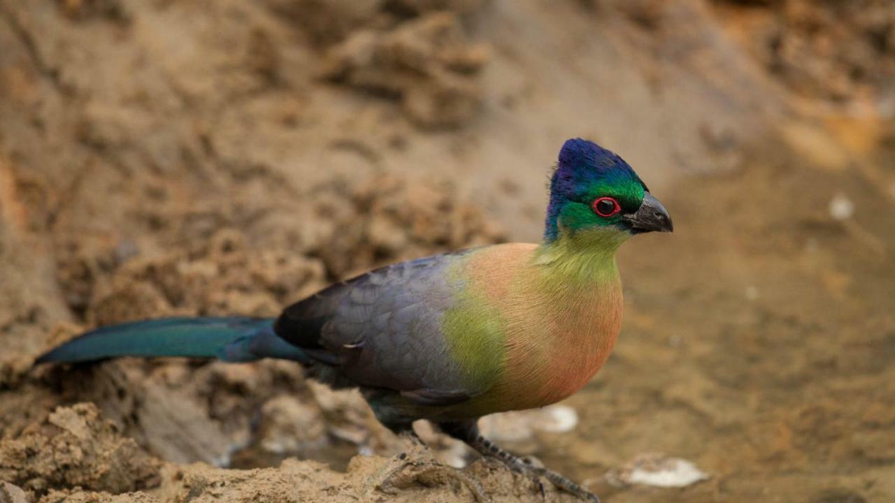 Kwalucia Private Safari Retreat Ξενοδοχείο Saint Lucia Estuary Εξωτερικό φωτογραφία