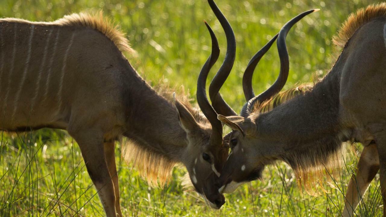 Kwalucia Private Safari Retreat Ξενοδοχείο Saint Lucia Estuary Εξωτερικό φωτογραφία