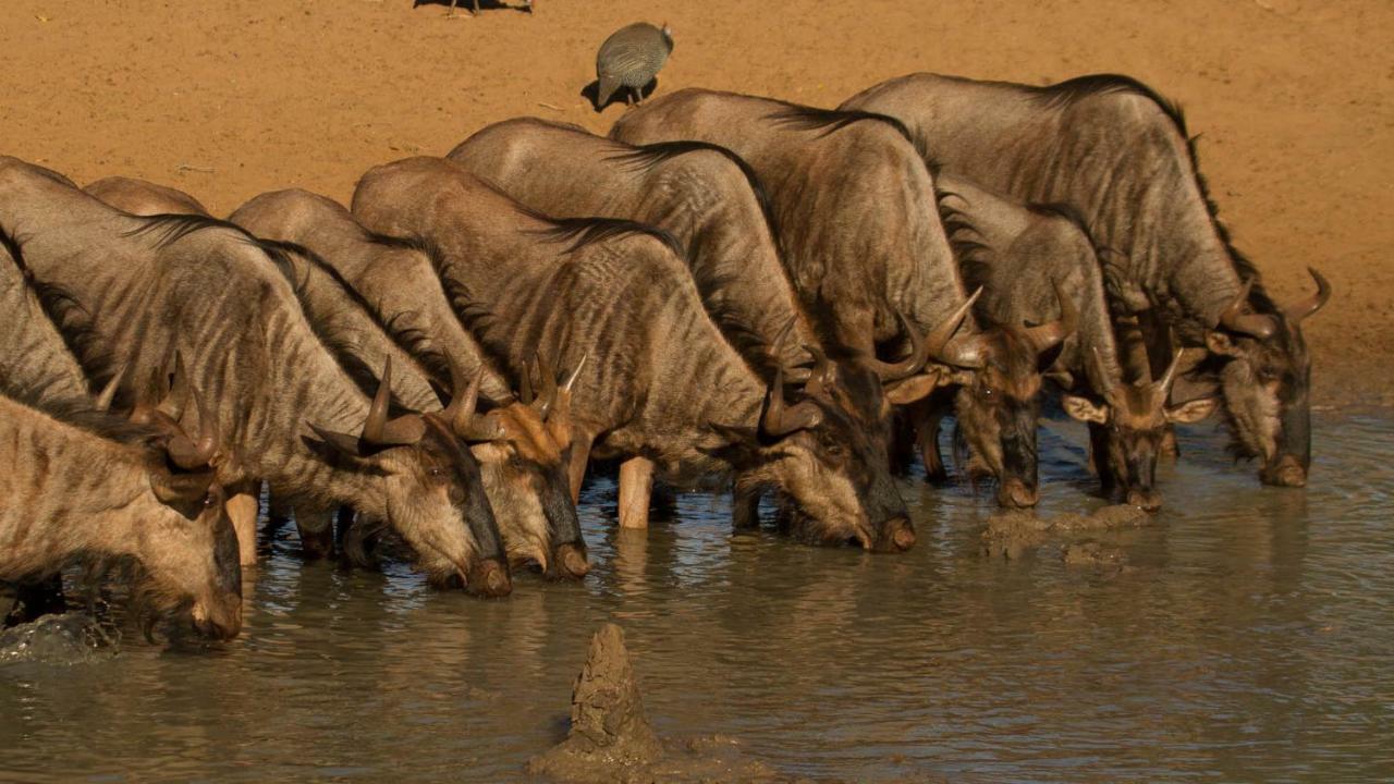 Kwalucia Private Safari Retreat Ξενοδοχείο Saint Lucia Estuary Εξωτερικό φωτογραφία