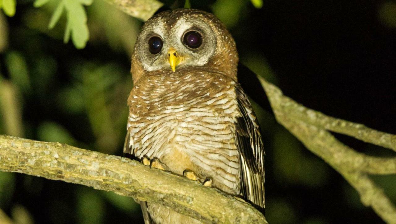 Kwalucia Private Safari Retreat Ξενοδοχείο Saint Lucia Estuary Εξωτερικό φωτογραφία