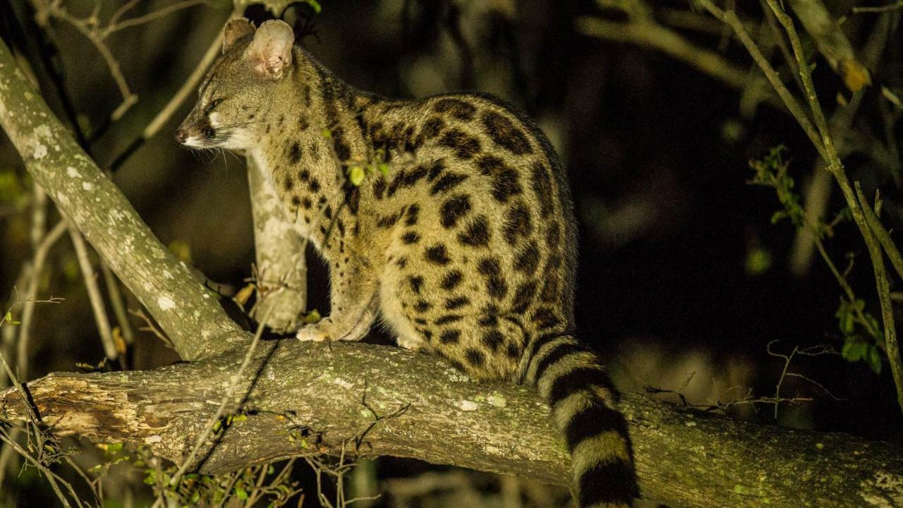 Kwalucia Private Safari Retreat Ξενοδοχείο Saint Lucia Estuary Εξωτερικό φωτογραφία