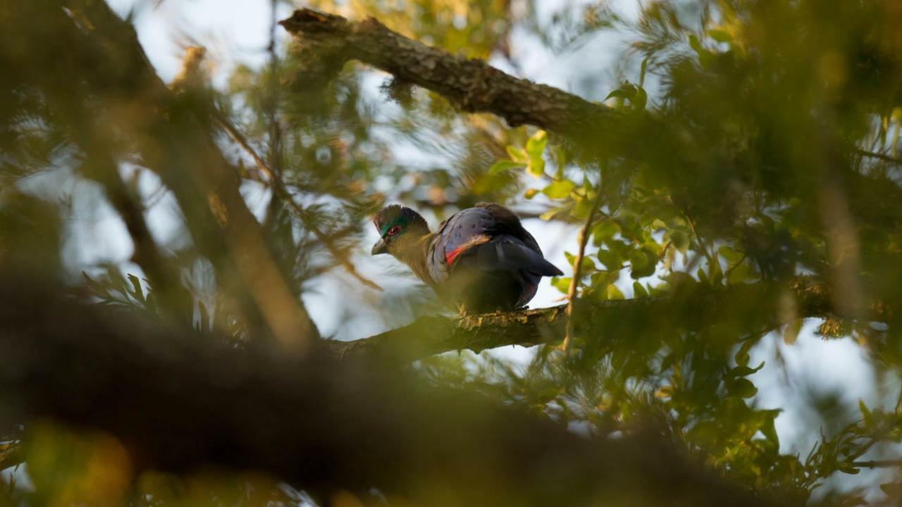 Kwalucia Private Safari Retreat Ξενοδοχείο Saint Lucia Estuary Εξωτερικό φωτογραφία