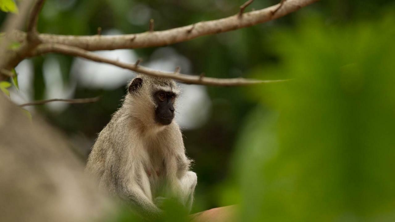 Kwalucia Private Safari Retreat Ξενοδοχείο Saint Lucia Estuary Εξωτερικό φωτογραφία