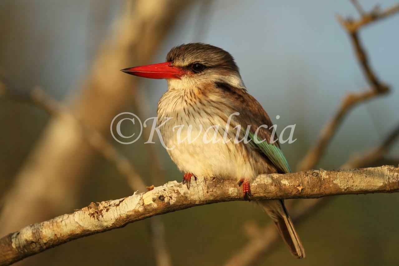 Kwalucia Private Safari Retreat Ξενοδοχείο Saint Lucia Estuary Εξωτερικό φωτογραφία