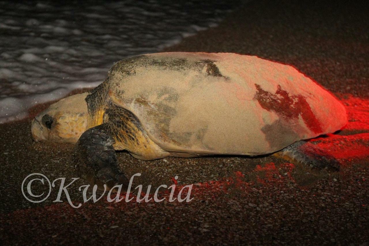 Kwalucia Private Safari Retreat Ξενοδοχείο Saint Lucia Estuary Εξωτερικό φωτογραφία