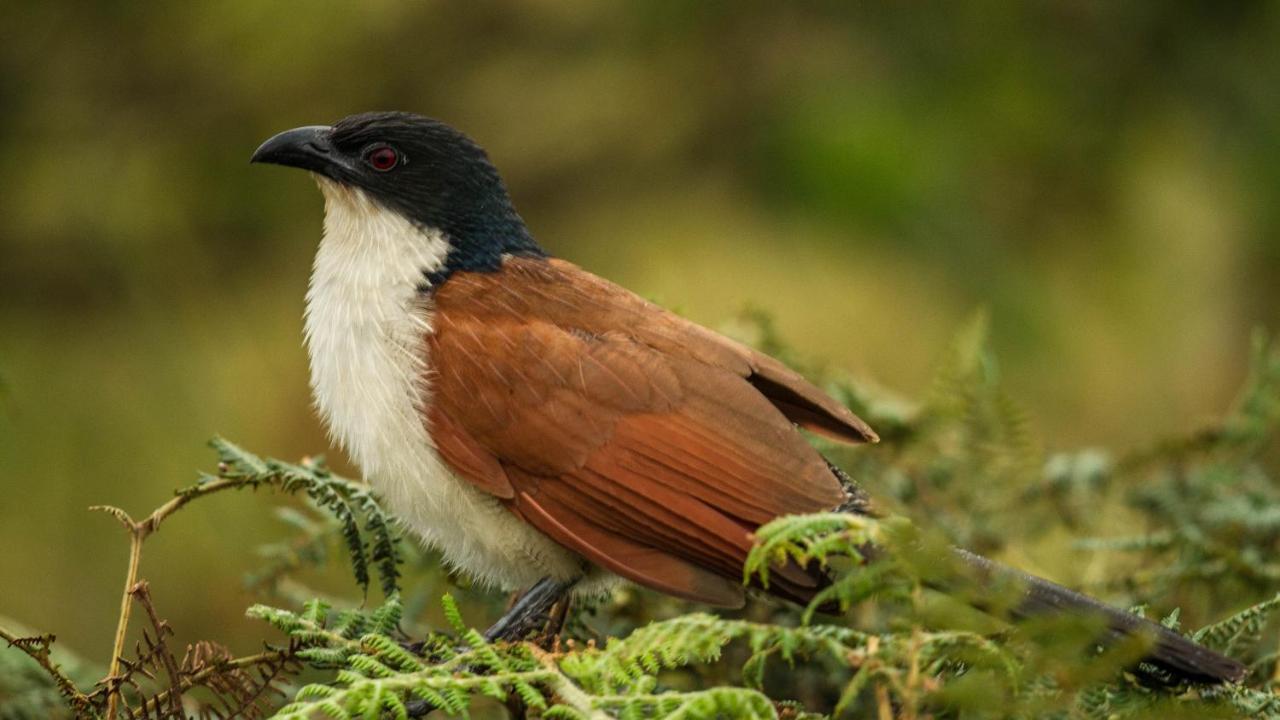 Kwalucia Private Safari Retreat Ξενοδοχείο Saint Lucia Estuary Εξωτερικό φωτογραφία